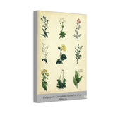 Culpeper’s Complete Herbal c.1750, Plate 11 Botanical Engraving Reproduction on Canvas
