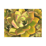 Noble Aeonium Succulent Pattern Canvas Print – Botanical Wall Art