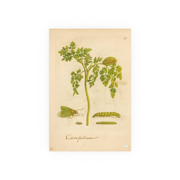 Corefolium (Chervil) with Caterpillar, Chrysalis, and Moth, Hand-Colorized Reproduction from Erucarum Ortus (1717), GoGardenNow Exclusive