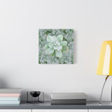 Pachyveria Haagei Succulent Pattern Canvas Print – Botanical Wall Art