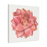 Graptosedum California Sunset Succulent Canvas Print – Botanical Wall Art