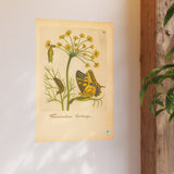 Foeniculum Hortense with Swallowtail Metamorphosis, Botanical Illustration Colorized Reproduction