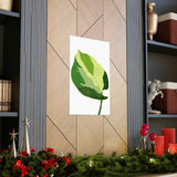 Manjula Pothos Illustrated Botanical Print – Unframed Wall Art