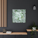 Pachyveria Haagei Succulent Pattern Canvas Print – Botanical Wall Art