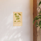 Hedera teneriffis florens – colorized ivy with moth life cycle (GoGardenNow exclusive)