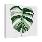 Melting Monstera Albo Canvas Print – Botanical Wall Art