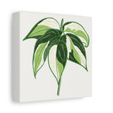 Philodendron Cream Splash Canvas Print – Botanical Wall Art