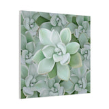 Pachyveria Haagei Succulent Pattern Canvas Print – Botanical Wall Art
