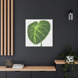 Philodendron Gloriosum Canvas Print – Botanical Wall Art