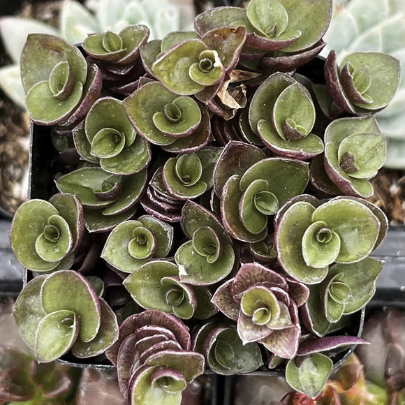 Close-up of a Callisia repens plant with green and purple leaves.