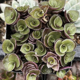Close-up of a Callisia repens plant with green and purple leaves.