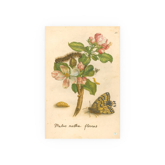 Malus mellia florens (Flowering Apple) with Caterpillar and Butterfly, Reproduction from Erucarum Ortus (1717), GoGardenNow Exclusive