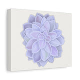 Graptopetalum Murasaki Succulent Canvas Print – Botanical Wall Art