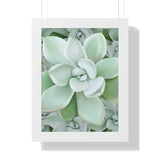 Pachyveria Haagei Succulent Pattern Framed Print – Botanical Wall Art