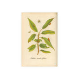 Salix acuto folio, Colorized Willow Engraving with Insects