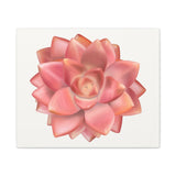 Graptosedum California Sunset Succulent Canvas Print – Botanical Wall Art