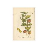 Fructus grossulariae spinosae, Colorized Gooseberry Botanical Engraving