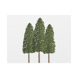 Ponderosa Pine Canvas Print – Wall Art