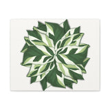 Calathea White Fusion Canvas Print – Botanical Wall Art