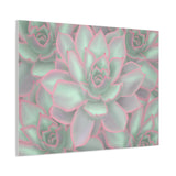Echeveria Violet Queen Succulent Pattern Canvas Print – Botanical Wall Art
