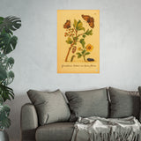 Grossularia hortensis non spinosa florens (Flowering Spineless Gooseberry) with Butterflies, Colorized Reproduction from Erucarum Ortus (1717), GoGardenNow Exclusive