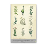 Culpeper’s Complete Herbal c.1750, Plate 4 Botanical Engraving Reproduction