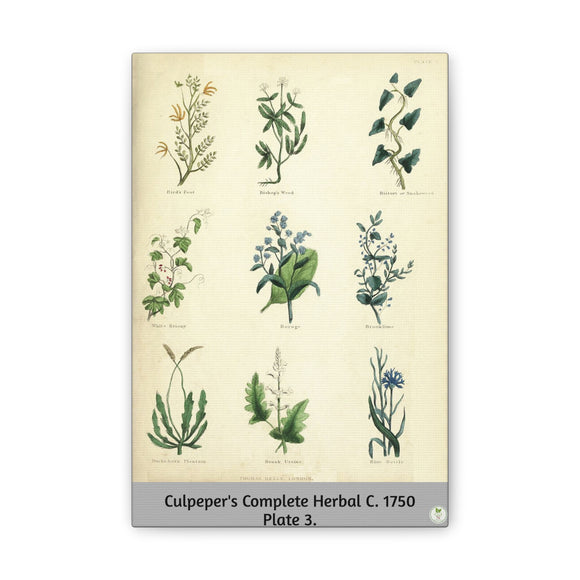 Culpeper’s Complete Herbal c.1750, Plate 3 Botanical Engraving Reproduction