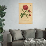 Rosa Maxima Multiplex. Colorized Historic Rose Engraving