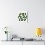 Calathea White Fusion Canvas Print – Botanical Wall Art