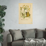 Foeniculum Hortense with Swallowtail Metamorphosis, Botanical Illustration Colorized Reproduction