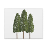 Ponderosa Pine Canvas Print – Wall Art