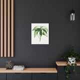 Philodendron Cream Splash Canvas Print – Botanical Wall Art