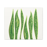 Snake Plant Canvas Print – Botanical Wall Art
