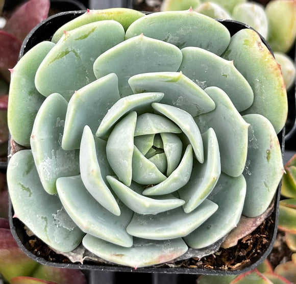 Close-up of Echeveria 'Abalone' plant with green leaves
