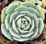 Close-up of Echeveria 'Abalone' plant with green leaves