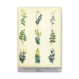 Culpeper’s Complete Herbal c.1750, Plate 13 Botanical Engraving Reproduction on Canvas