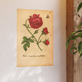 Rosa Maxima Multiplex. Colorized Historic Rose Engraving