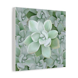 Pachyveria Haagei Succulent Pattern Canvas Print – Botanical Wall Art