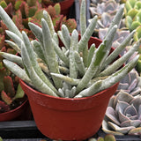 Potted  Senecio haworthii  plant with a red pot among other plants