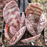 Kalanchoe Humilis 'Desert Surprise' with pink and white striped leaves in a pot