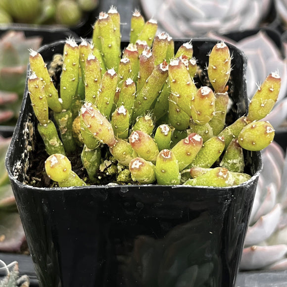 Hatiora salicornioides