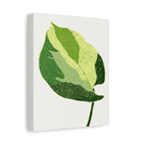 Manjula Pothos Illustrated Canvas Print – Botanical Wall Art