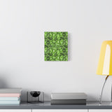 Aglaonema Pictum Canvas Print – Botanical Wall Art