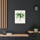 Philodendron Cream Splash Canvas Print – Botanical Wall Art
