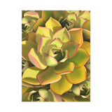 Noble Aeonium Succulent Pattern Canvas Print – Botanical Wall Art