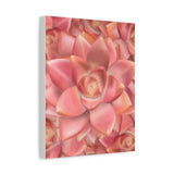 Graptosedum California Sunset Succulent Pattern Canvas Print – Botanical Wall Art