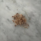 100 New England Aster Seeds (Symphyotrichum novae-angliae), Native Fall Pollinator