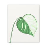 Monstera Albo Canvas Print – Botanical Wall Art