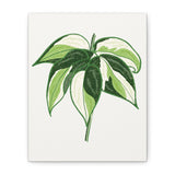 Philodendron Cream Splash Canvas Print – Botanical Wall Art