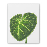 Philodendron Gloriosum Canvas Print – Botanical Wall Art